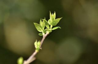 刘老师朗读《春天吹着口哨》