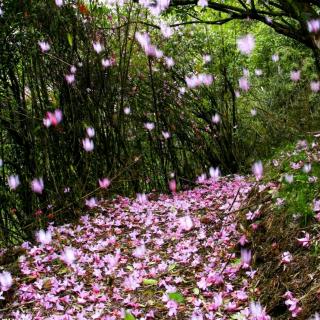 穆木天《落花》