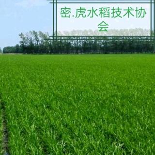 密虎水稻协会：怎样施穗肥