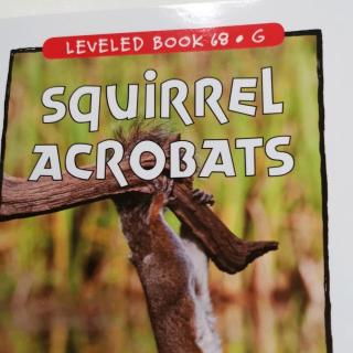 江尚玥—Squirrel Acrobats