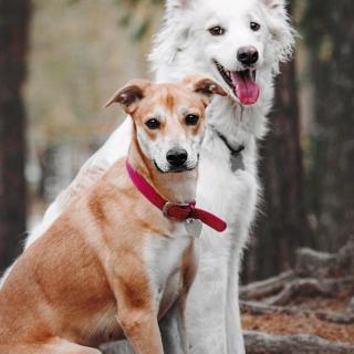 7月3日吕昊彤读属猫的人