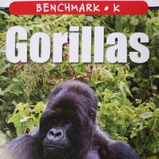 Gorillas