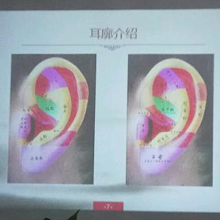 耳穴 两对  四窝  一平面