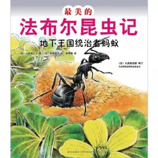 最美的法布尔昆虫记-地下王国统治者蚂蚁