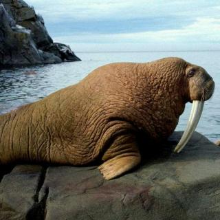 Little Walrus Warning