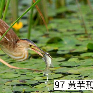 20190605夏雨后题青荷兰若。