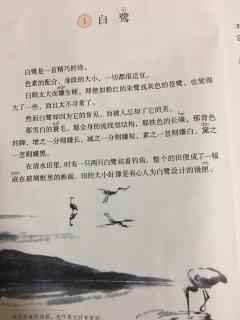 1.白鹭