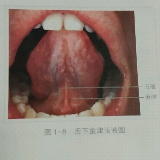 舌质