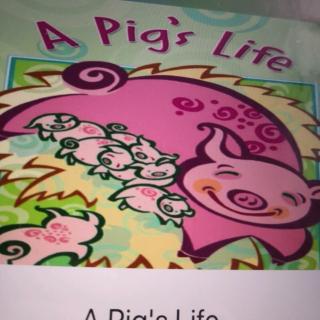 A Pig's Life