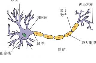 张艺菲