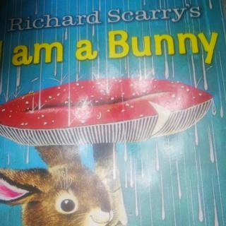 昊昊讲故事《I am a bunny》
