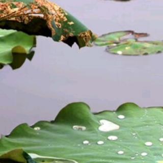 夏雨吟