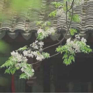 ［又又读诗·夏·夏词］70.千秋岁·咏夏景（谢逸）