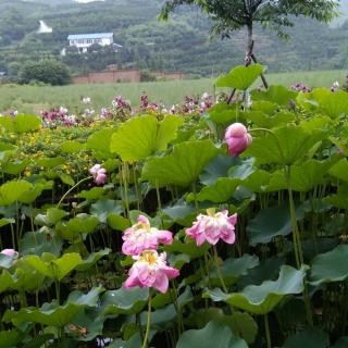 合诵《为什么美好的总在昨天》朗诵，云中漫步，九月菊