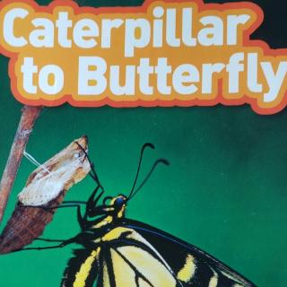 caterpillar to butterfly