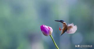 放风筝   乡村    芦花