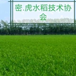密虎水稻协会：减数分裂期的水田管理