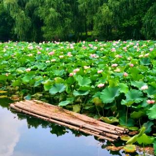 ［又又读诗·夏·夏词］72.采桑子·荷花开后西湖好（欧阳修）