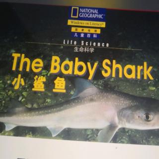 The Baby Shark