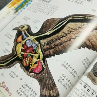 上学就看  动物园  6