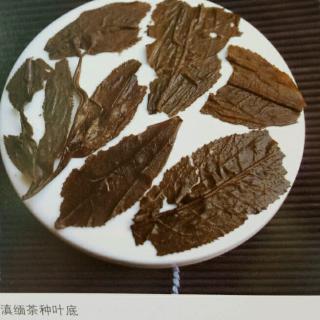 茶种与生长形态（三）