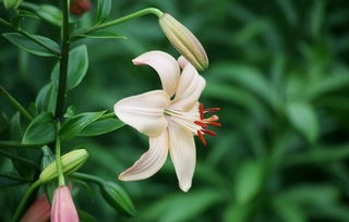 悠然诵读｜心田上的百合花