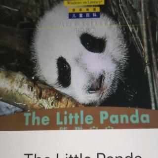 The Little Panda