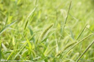 青草词/赵政民