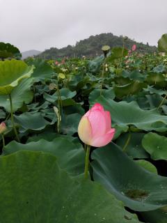 “虫草”鸡汤