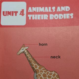 Animals and their bodies