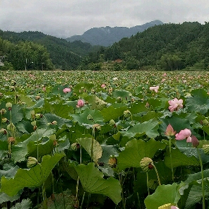 莲塘的莲（4）