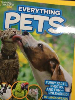 Everything pet P32-37--Eason