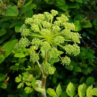 欧白芷精油【香气与空间】第四堂课🌰第十八段