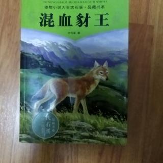 混血豺王-第三章老黑狗的报复