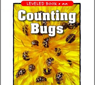 Raz aa Counting Bugs
