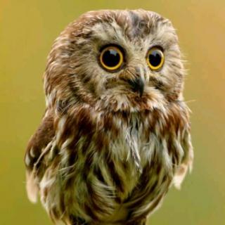 Screech Owl at Midnight Hollow
