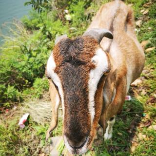 【七七】尼泊尔行记（30）《羊的耳朵》