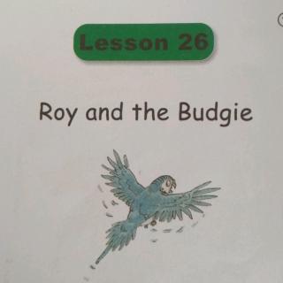 Roy and the Budgie