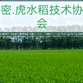 密虎水稻协会：如何防治稻瘟病