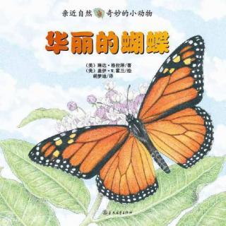 【Day1774】绘本故事《华丽的蝴蝶》