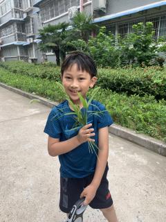 诗经  何彼襛矣  信阳市第三小学曹云翔