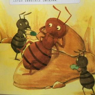 《红蚂蚁——懒惰的奴隶主》
