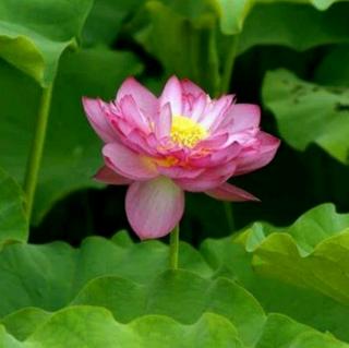 谁的浅夏渲染了流年