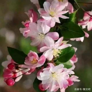 散文吧：心灵种花，四季芬芳（詹承明：小放牛）