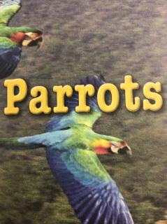 Parrots