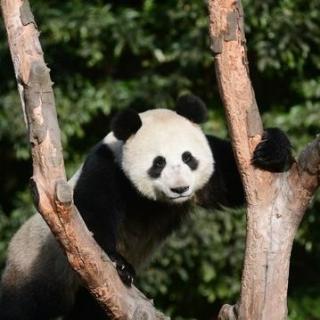 《双语新闻》:莫斯科动物园将为大熊猫“如意”和“丁丁”庆生