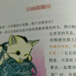 小花猫