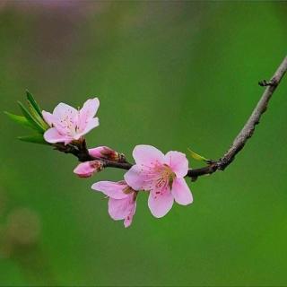 大林寺桃花