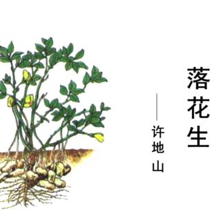 落花生