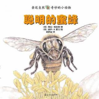 【Day1785】绘本故事《聪明的蜜蜂》